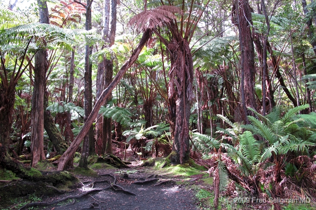 20091103_103249  G11f.jpg - Volcano National Park, Big Island